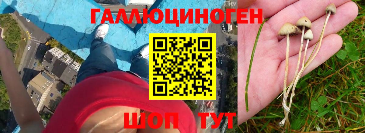 Псилоцибиновые грибы мицелий Лесозаводск